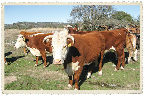 Herefords are the foundation of the Weinheimer Family Ranch
