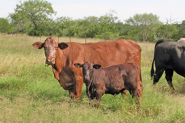 Beefmaster cow with Angus calf