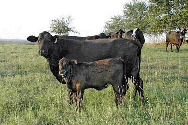 A Brangus cow with Angus calf