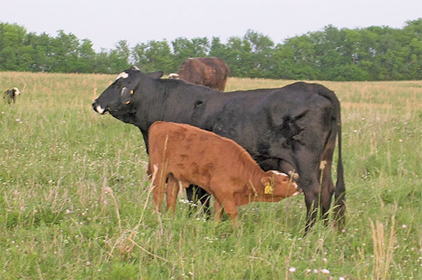 A Brangus cow with a Hereford cross calf