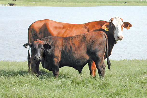 An F1 Brahman x Hereford cow with Angus sired calf