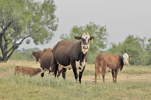 Santa Gertrudis X Hereford cows