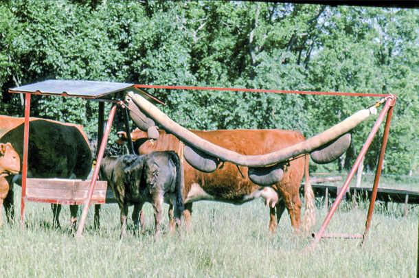 cattle back rubber