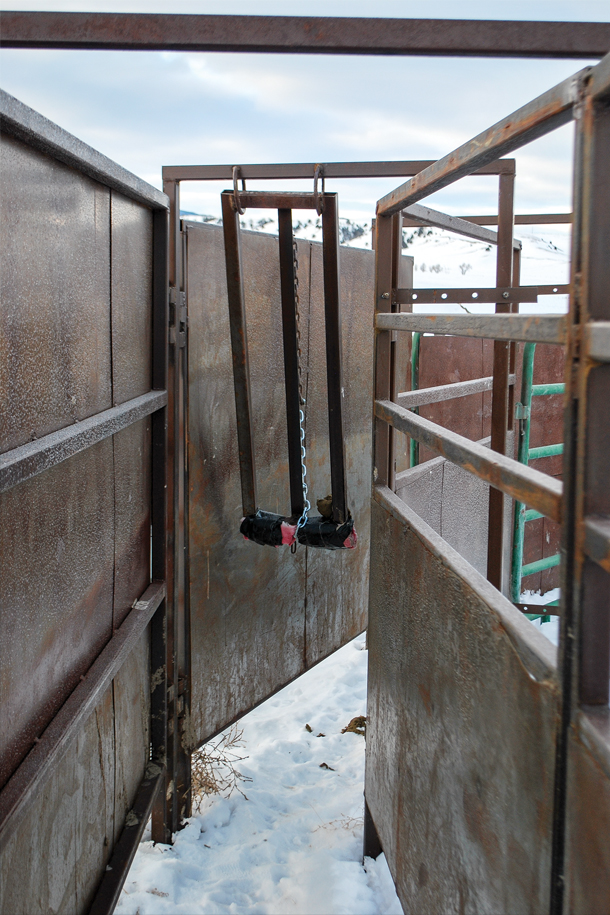 Top-mounted/drop-down backstops allow for cattle to flow