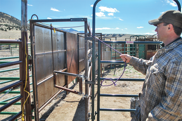 This system allows a draft of six cows then close the gate behind the last one