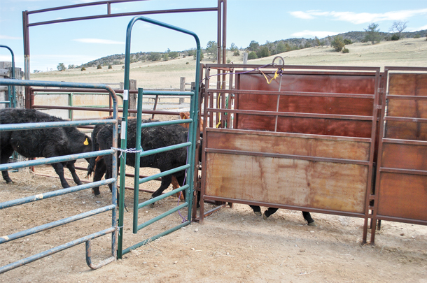 Cattle approach chute from crowd pen
