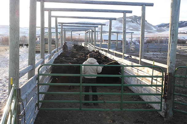 Put someone behind the cattle to deep them from crowding back against the rear gate