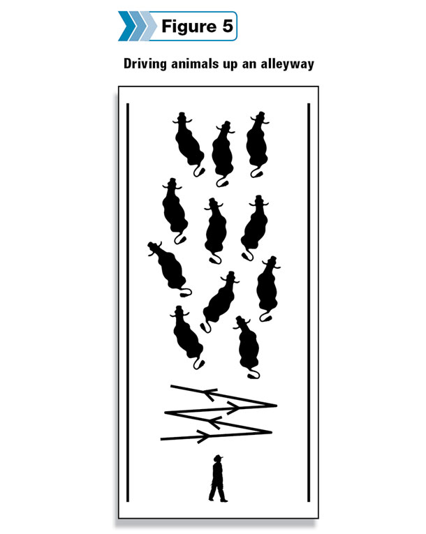Driving animals up an alleyway