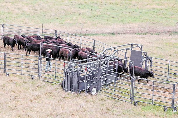 Portable corrals provide convenience and ease to work cattle on pastures