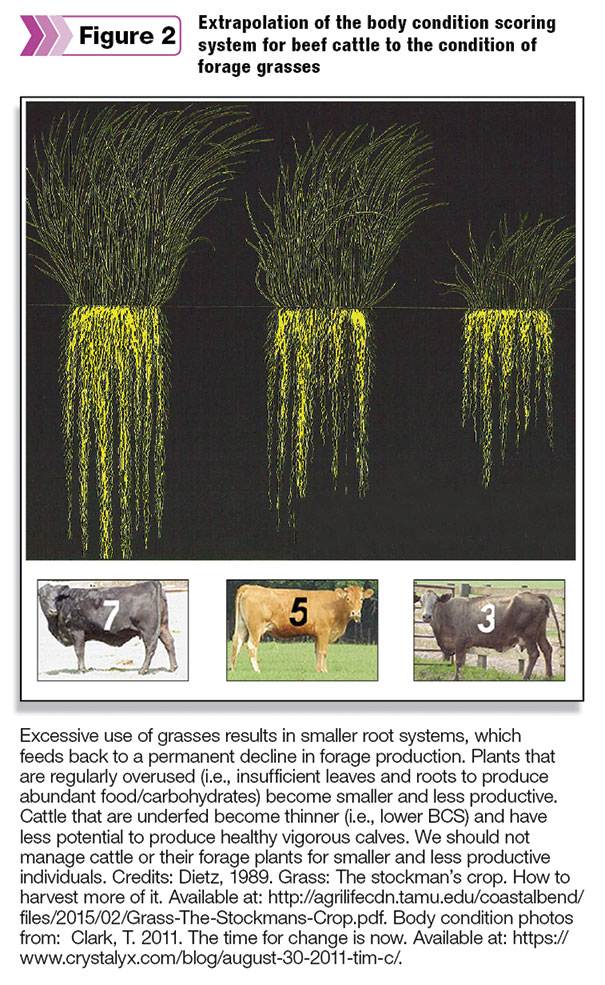 Extrapolation of the body condition scoring system for beef
