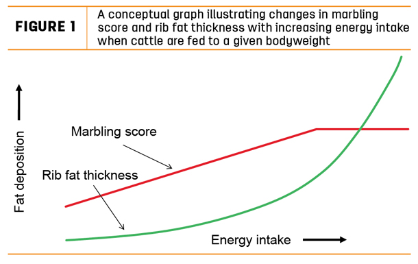 A conceptual graph illustrating changes in marbling score and rib fat thickness