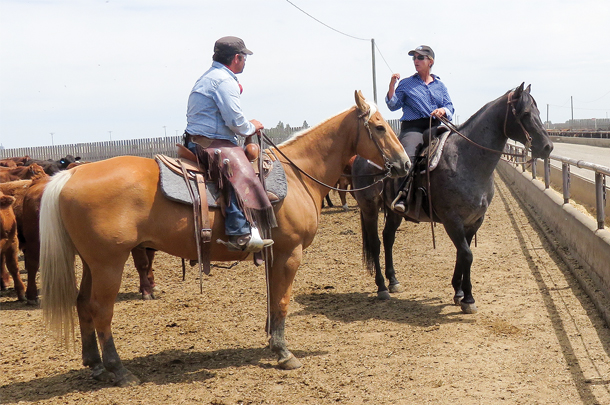 Dr. Lynn Locatelli (On right horse) giving a teaching session