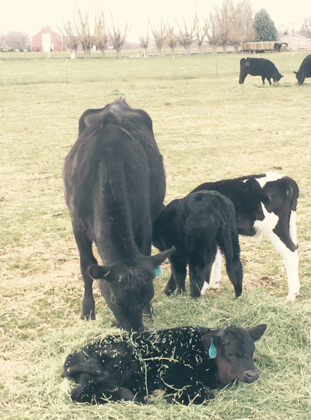 nurse cows and calves