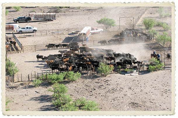 Sorting cattle