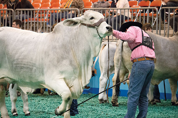 Club calf producers, veterinarians, livestock show personnel and exhibitors all play a role in the showing of healthy calves