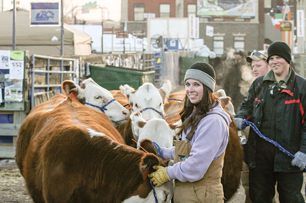 Genetics that provide good conformation are a primary focus in producing show cattle