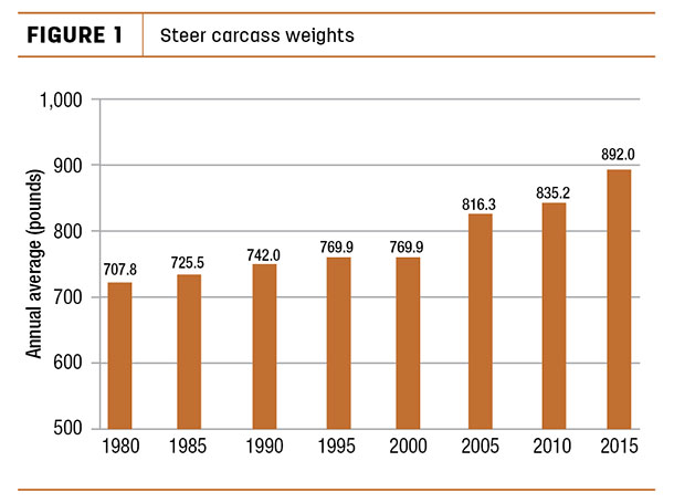 Steer carcass weights
