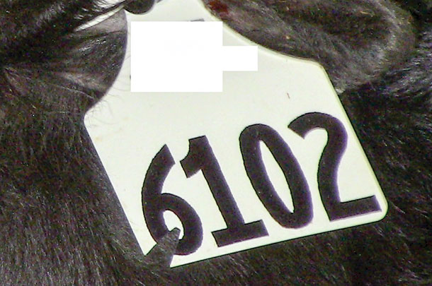 One visible way to mark a treated animal is by notching the ear tag