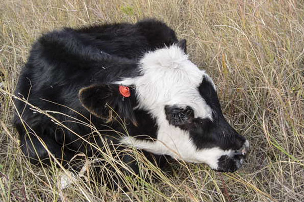 A different-colored ear tag could be utilized to indicate this sick calf was treated