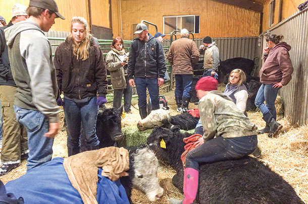 Friends and family work together to save frozen cattle