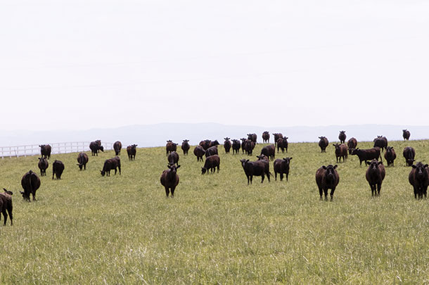 Managing for improved health-avoid overgrazing and elminate over-baring