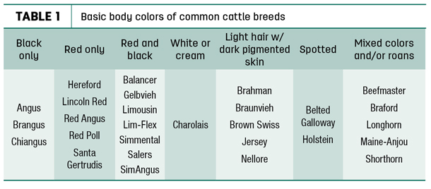 Basic body colors of common cattle breeds