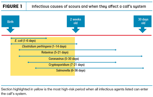Infectious causes of scours and when they affect a calf's system