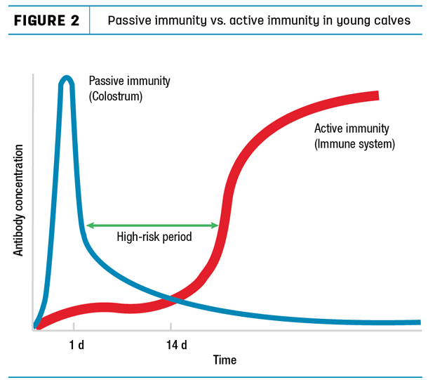 Passive immunity vs. astive immunity in young calves