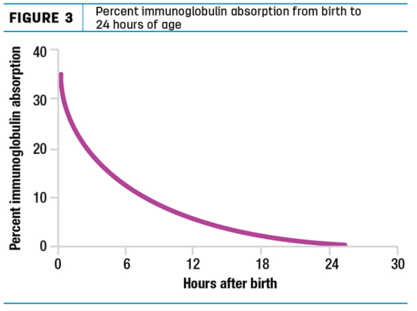 Percent immunoglobulin absorption from birth to 24 hours of age