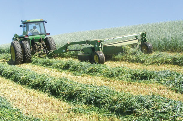 Windrowing cover crop for windroe grazing