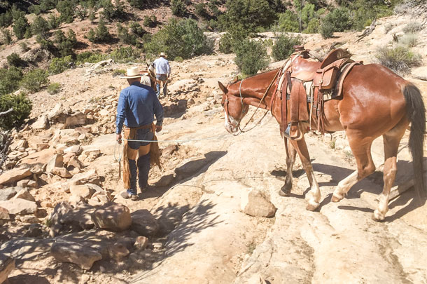 The horses have to be led down the slick rock trails to get to the cattle