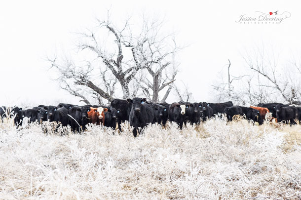 Cattle in this region must be hardy to survive the extreme weather