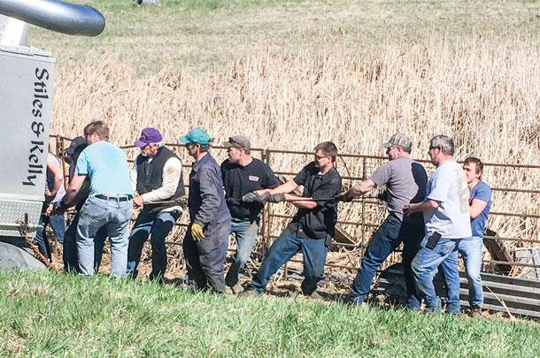 Responders helping to remove cattle