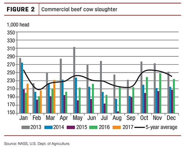 commercial beef cow slaughter