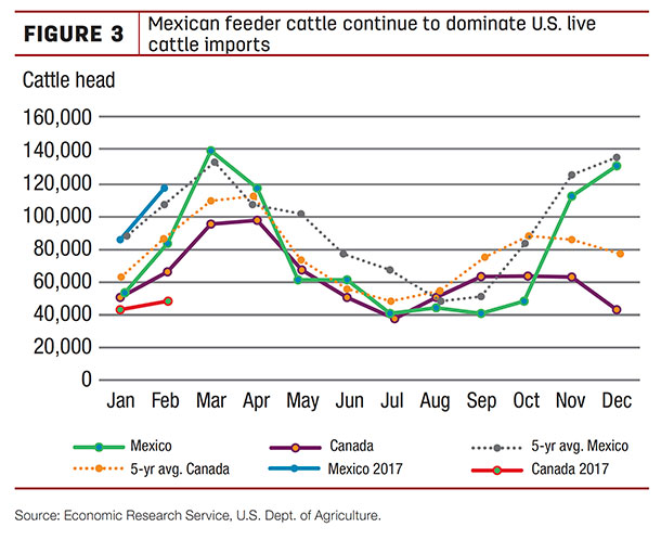 Mexican feeder cattle continue to dominate U.S. live cattle improts