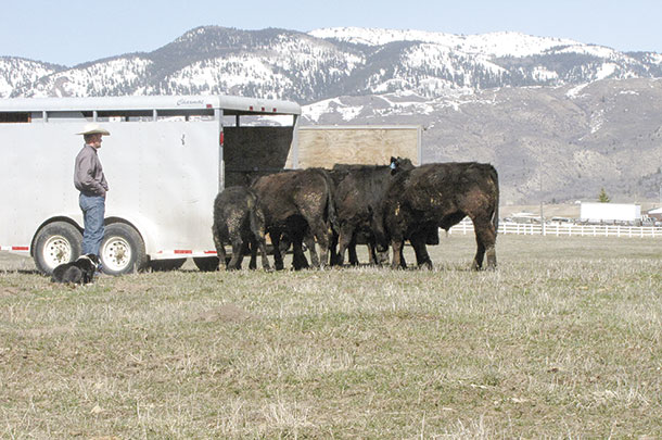 Less Nunn and stockdog ease cattle into a trailer out in open pasture
