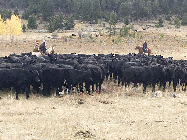 Note how calm these steers are remaining with the rider slowly riding through them