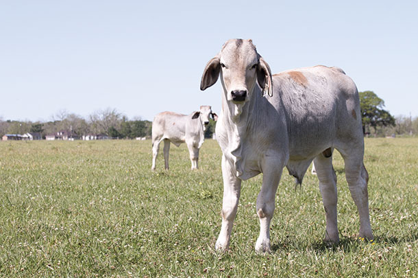 V8's bull calves born this spring