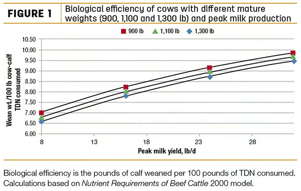 Biological efficiency of cows with different mature weights