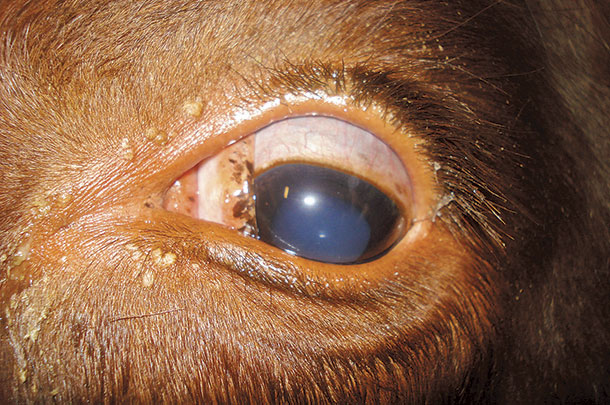 Tetanus showing the prolapsed third eyelid