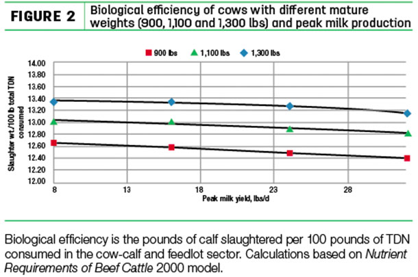 Biological efficincy of cows with different mature weights
