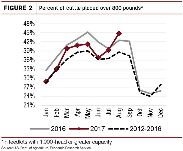 Percent of cattle placed over 800 pounds