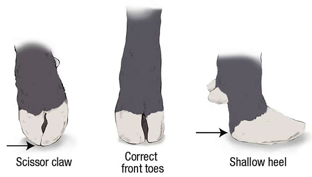 Evaluating feet and lef structure