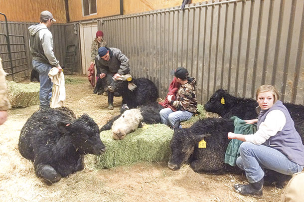 The near-death cattle were rubbed with towels to bring life back into their limbs