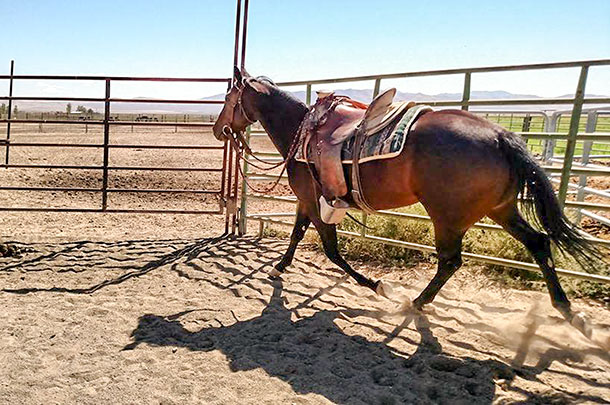 Tayler Teichert snaps a photo while working as an assistant horse trainer