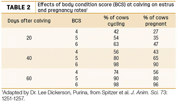 Effects of body condition score at calving on estrus and pregnancy rates