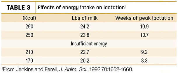 Effects of energy intake on lactation
