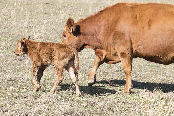 Strong healthy calf