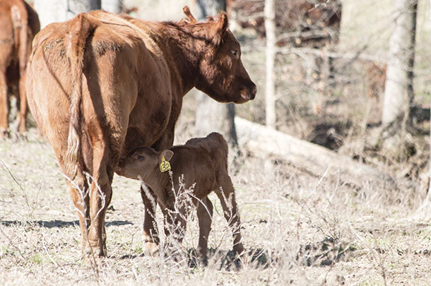 Newborn calves need to stand and nurse