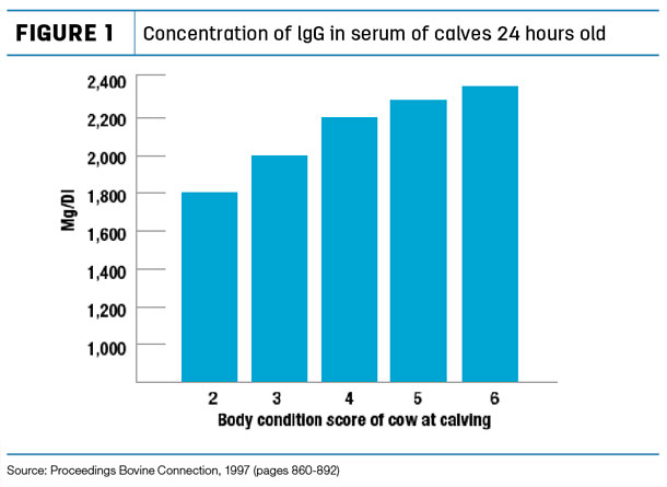 Concentration of lgG in serum of calves